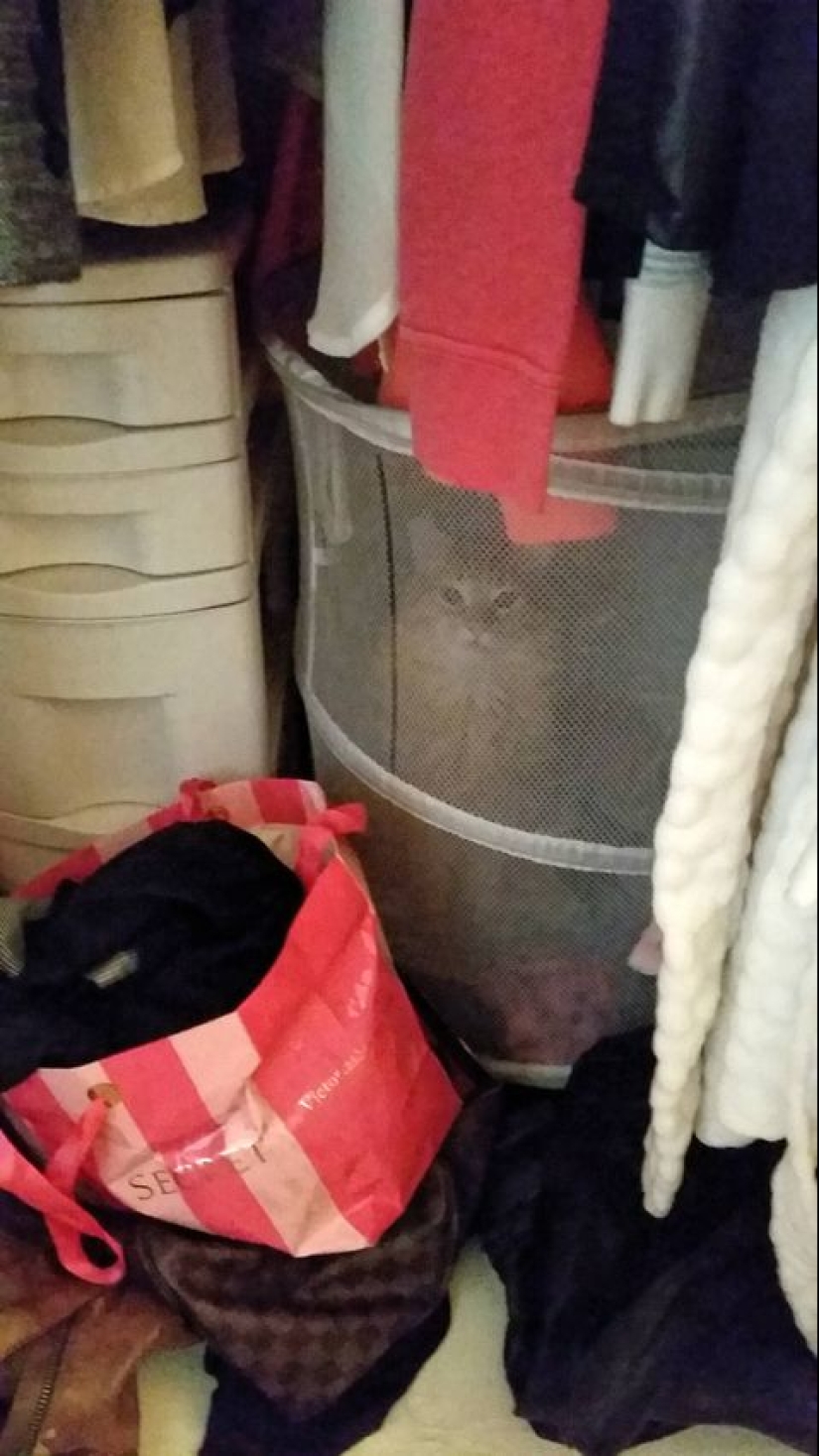 Evil seals that seem to be plotting to kill their master Evil seals that seem to be plotting to kill their master