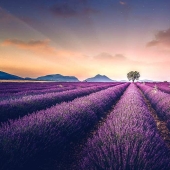 Evocando la calma y el sueño: fotos de los campos de lavanda en el Sur de Francia Evocando la calma y el sueño: fotos de los campos de lavanda en el Sur de Francia