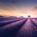 Evocando la calma y el sueño: fotos de los campos de lavanda en el Sur de Francia Evocando la calma y el sueño: fotos de los campos de lavanda en el Sur de Francia