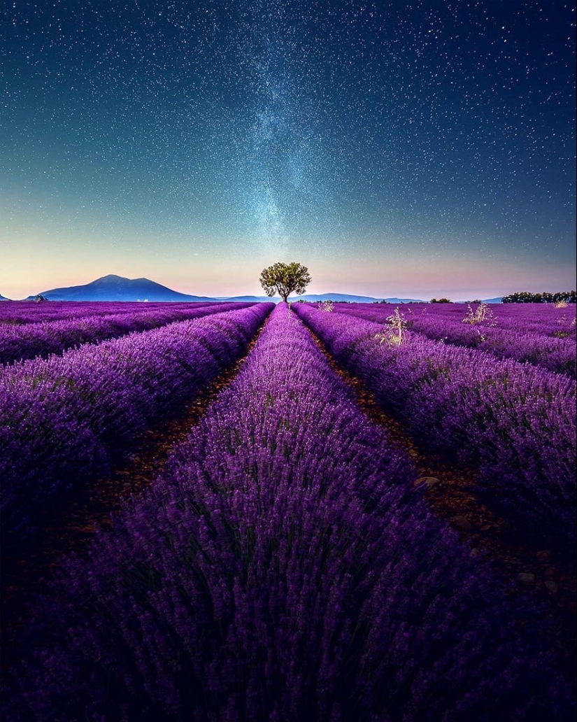 Evoking calm and sleep: photos of lavender fields in the South of France Evoking calm and sleep: photos of lavender fields in the South of France