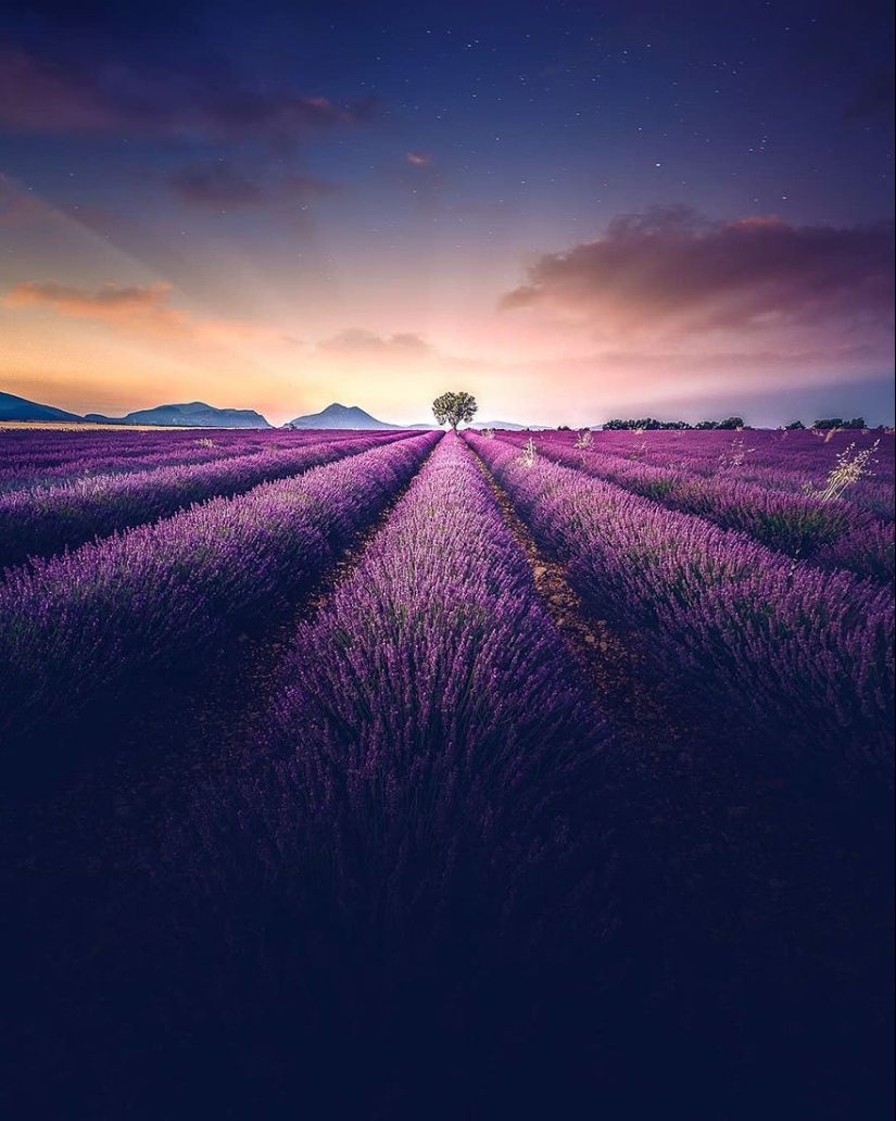 Evoking calm and sleep: photos of lavender fields in the South of France Evoking calm and sleep: photos of lavender fields in the South of France