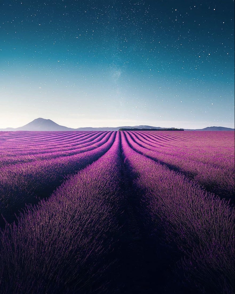Evoking calm and sleep: photos of lavender fields in the South of France Evoking calm and sleep: photos of lavender fields in the South of France