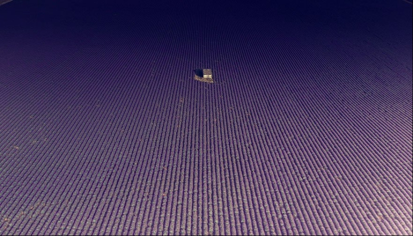 Evoking calm and sleep: photos of lavender fields in the South of France Evoking calm and sleep: photos of lavender fields in the South of France