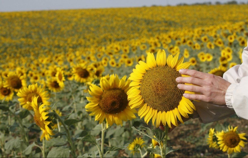 Evolution of seeds in Russia from Peter I to our days