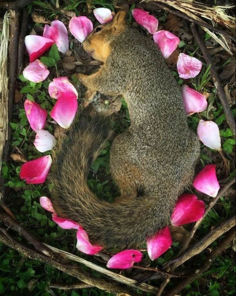 Extraordinarily beautiful and sad photos of floral memorials for dead animals