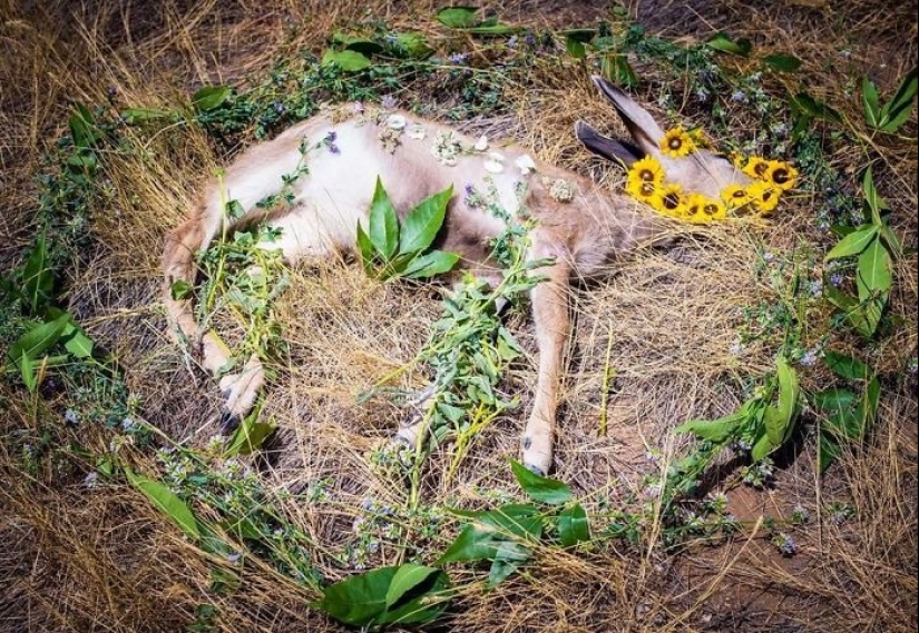 Extraordinarily beautiful and sad photos of floral memorials for dead animals
