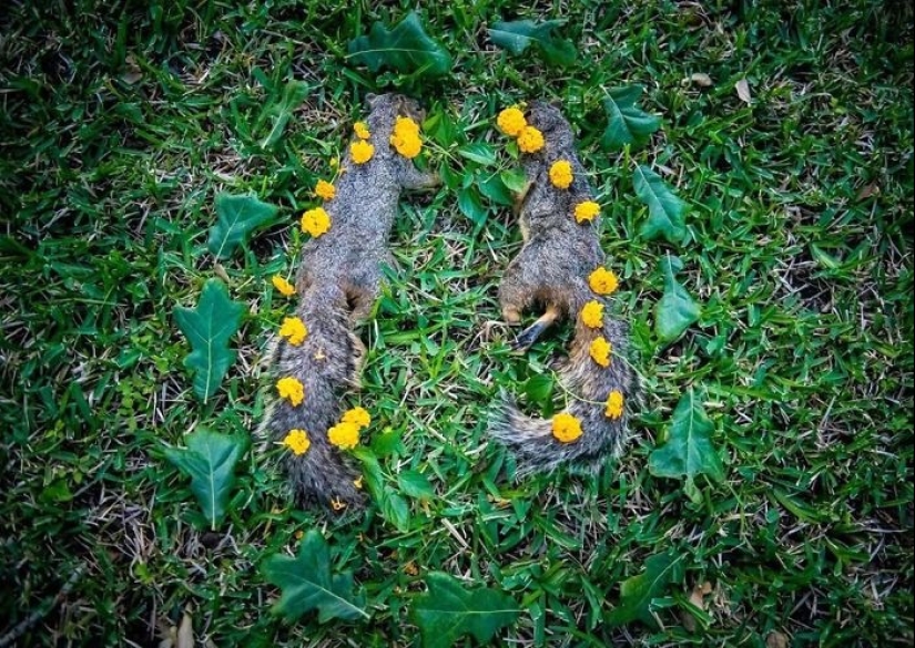 Extraordinarily beautiful and sad photos of floral memorials for dead animals