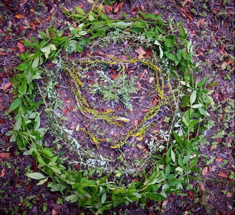 Extraordinarily beautiful and sad photos of floral memorials for dead animals