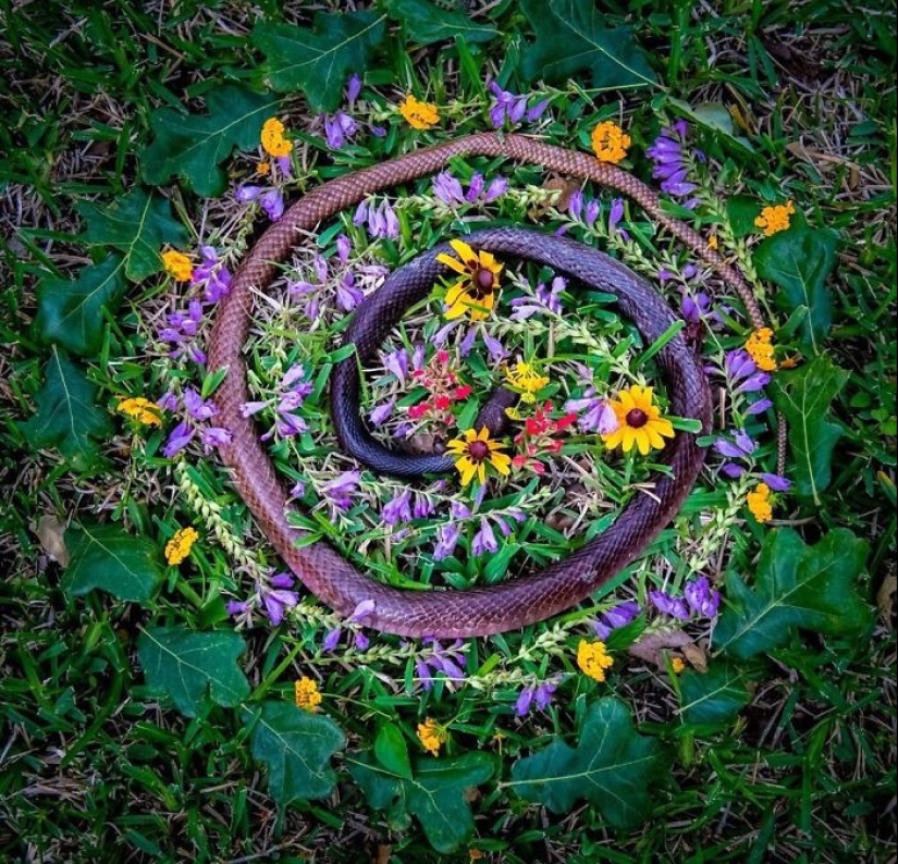 Extraordinarily beautiful and sad photos of floral memorials for dead animals