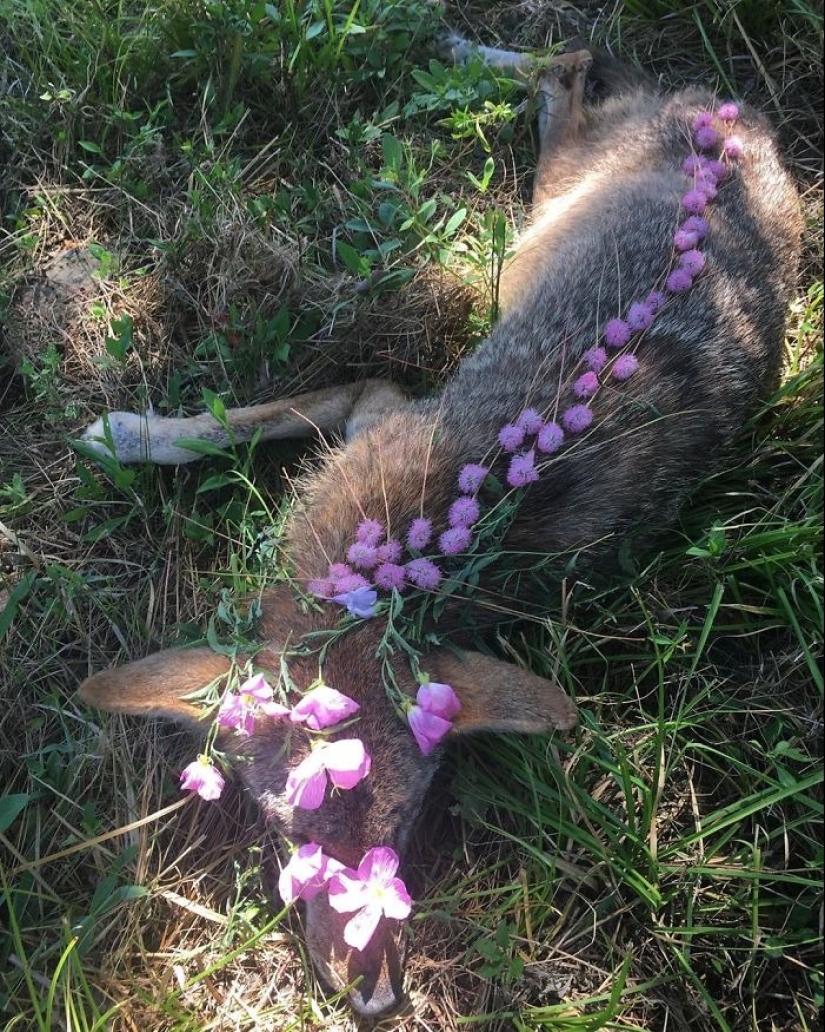 Extraordinarily beautiful and sad photos of floral memorials for dead animals