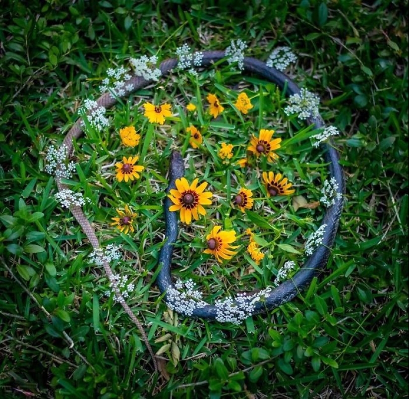 Extraordinarily beautiful and sad photos of floral memorials for dead animals