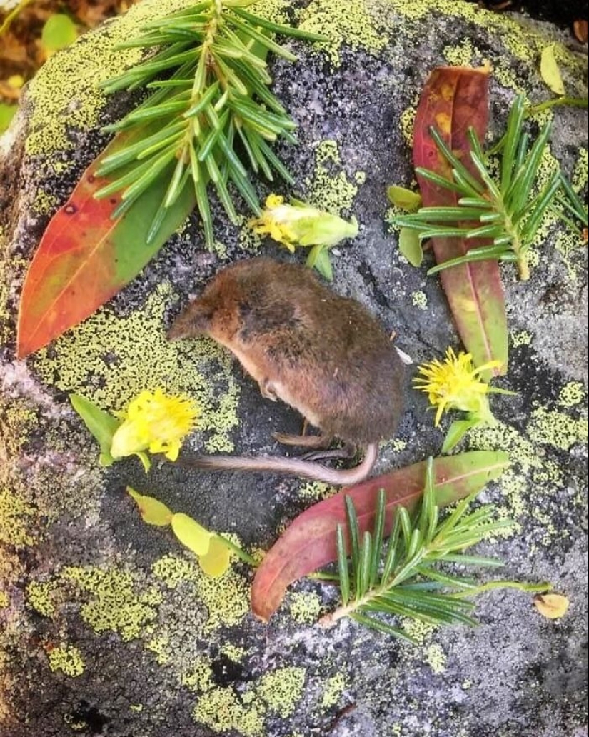 Extraordinarily beautiful and sad photos of floral memorials for dead animals