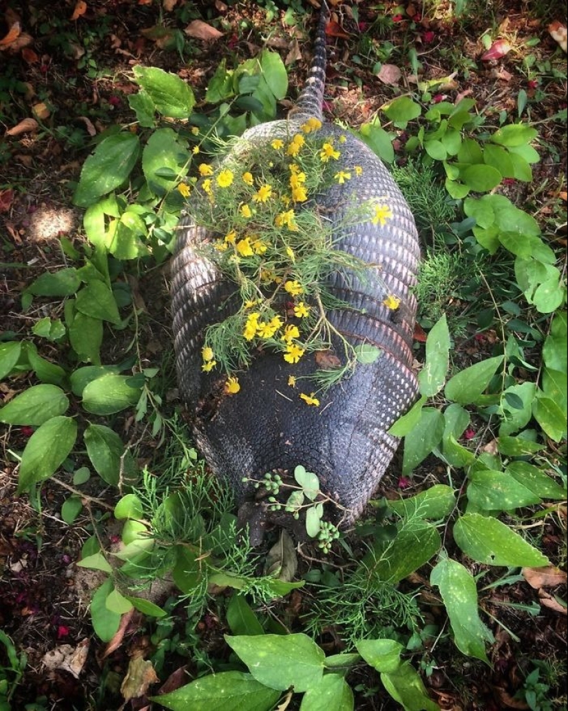 Extraordinarily beautiful and sad photos of floral memorials for dead animals