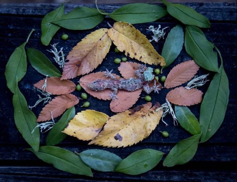 Extraordinarily beautiful and sad photos of floral memorials for dead animals