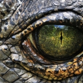 Eyes are the mirror of the soul Eyes are the mirror of the soul