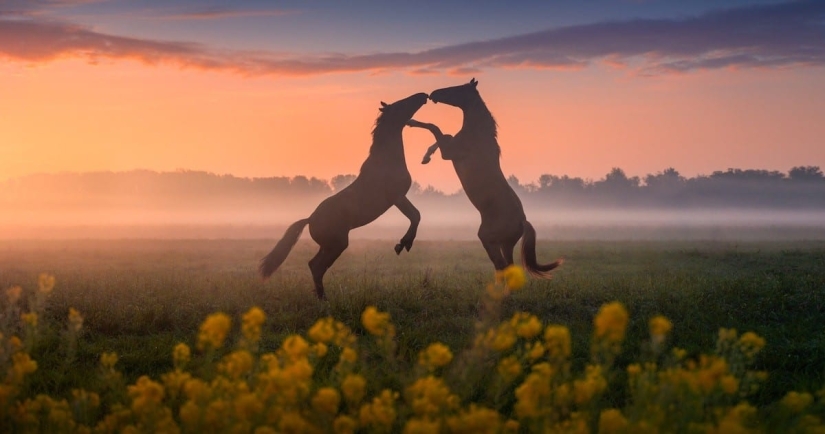 Fabulous photos of beautiful Holland that take your breath away Fabulous photos of beautiful Holland that take your breath away