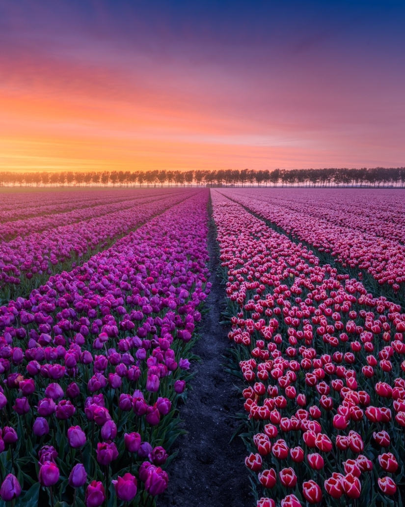 Fabulous photos of beautiful Holland that take your breath away Fabulous photos of beautiful Holland that take your breath away