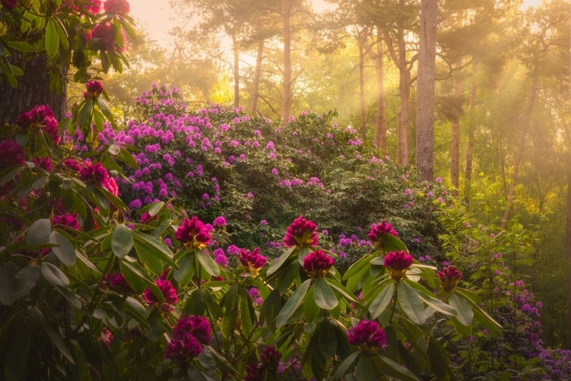 Fabulous photos of beautiful Holland that take your breath away Fabulous photos of beautiful Holland that take your breath away