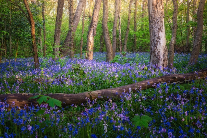 Fabulous photos of beautiful Holland that take your breath away Fabulous photos of beautiful Holland that take your breath away