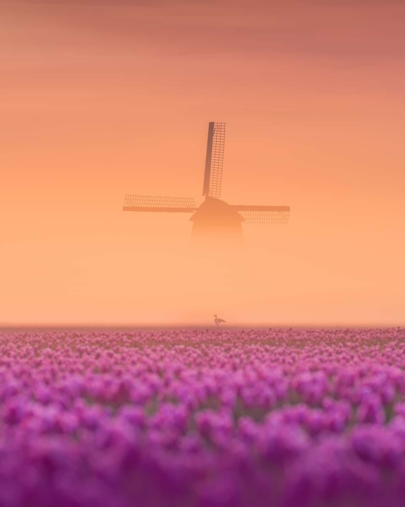 Fabulous photos of beautiful Holland that take your breath away Fabulous photos of beautiful Holland that take your breath away