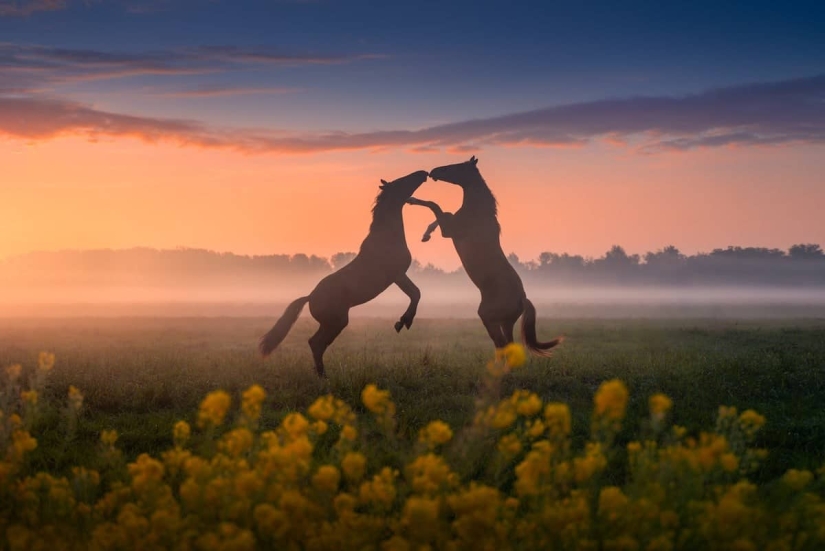Fabulous photos of beautiful Holland that take your breath away Fabulous photos of beautiful Holland that take your breath away