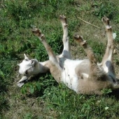 Fainting goats Fainting goats