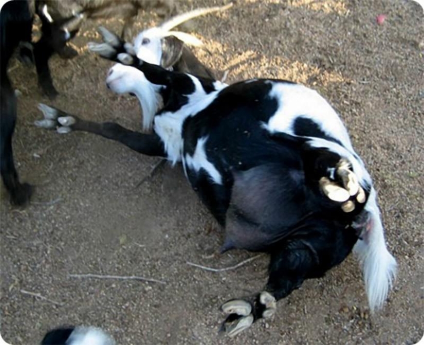 Fainting goats