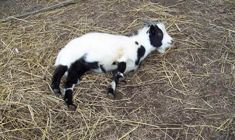 Fainting goats