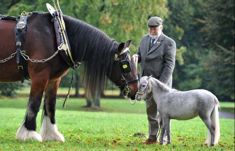 Falabella horses — the amazing story of the most exotic breed in the world Falabella horses — the amazing story of the most exotic breed in the world