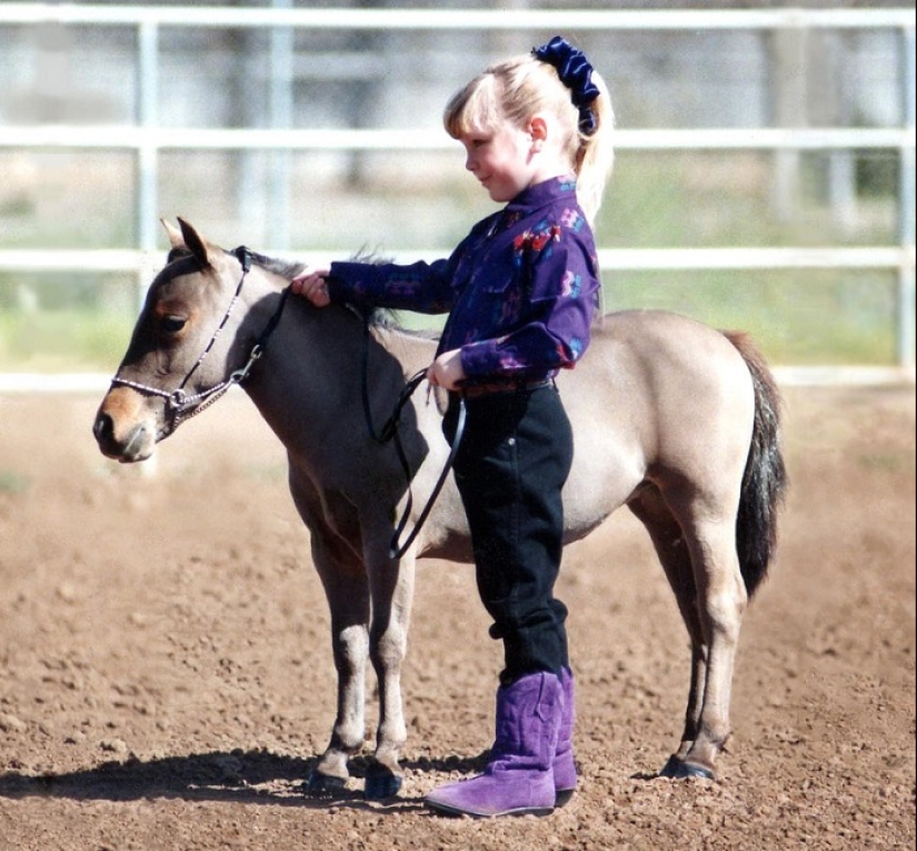 Falabella horses — the amazing story of the most exotic breed in the world Falabella horses — the amazing story of the most exotic breed in the world