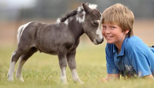 Falabella horses — the amazing story of the most exotic breed in the world Falabella horses — the amazing story of the most exotic breed in the world