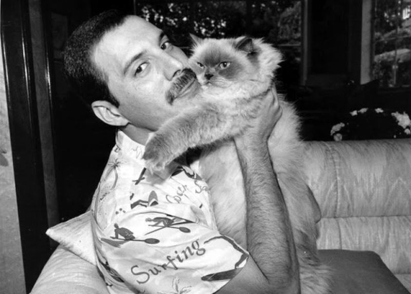 Famosos amantes de los gatos: personajes famosos y sus Mascotas Famosos amantes de los gatos: personajes famosos y sus Mascotas