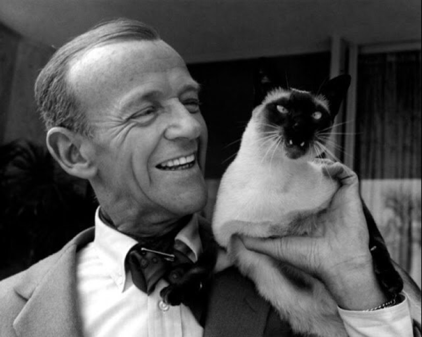 Famosos amantes de los gatos: personajes famosos y sus Mascotas Famosos amantes de los gatos: personajes famosos y sus Mascotas