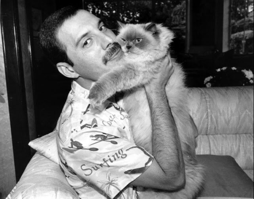 Famous cat lovers: famous personalities and their Pets