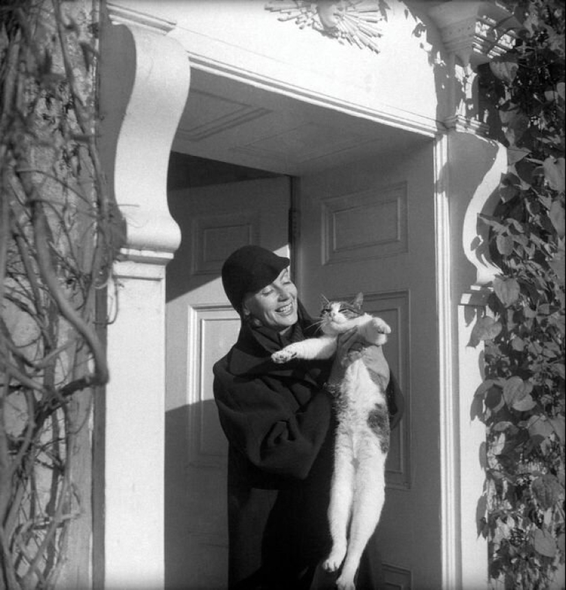Famous cat lovers: famous personalities and their Pets