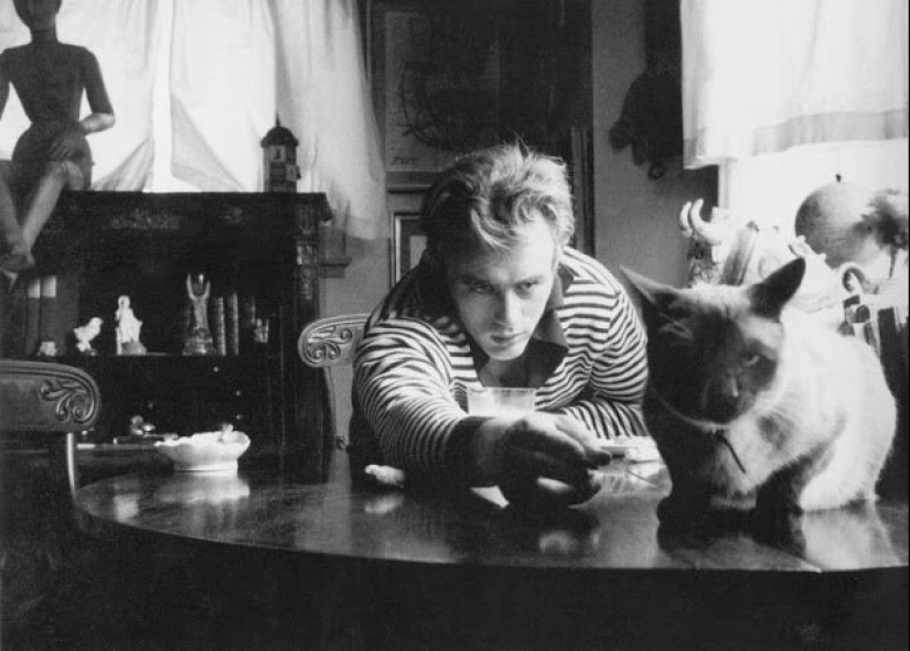 Famous cat lovers: famous personalities and their Pets