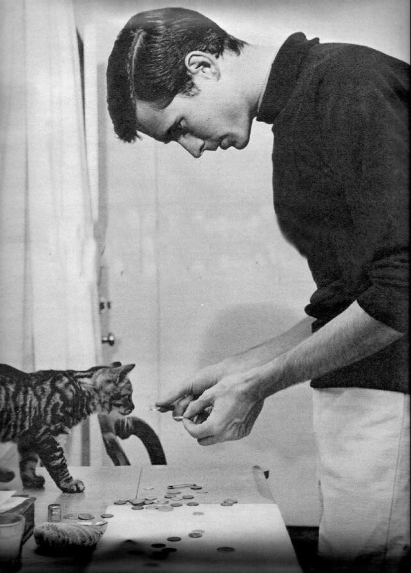 Famous cat lovers: famous personalities and their Pets