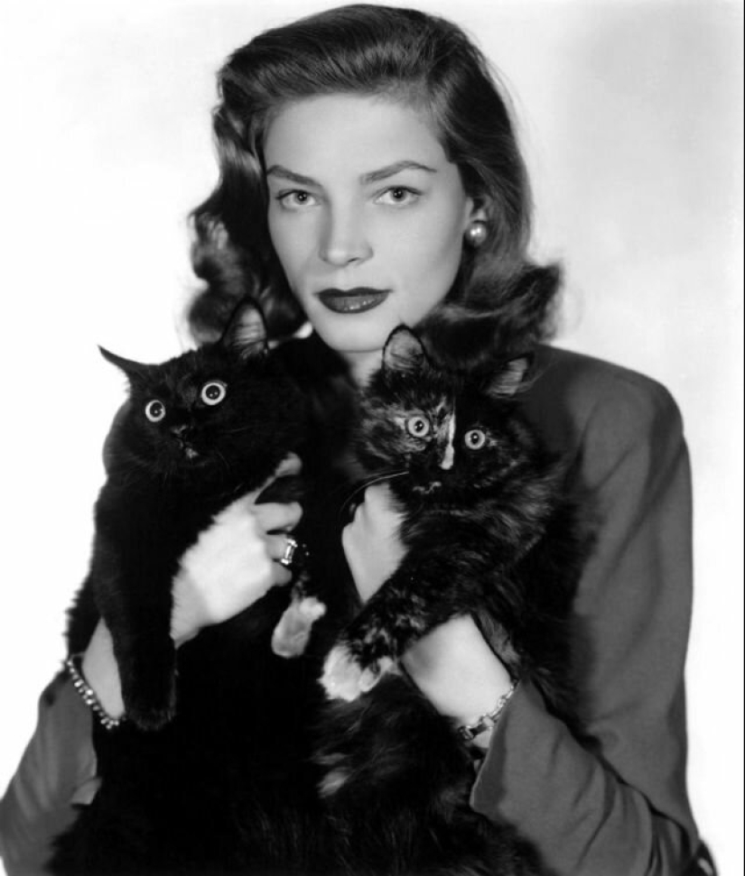 Famous cat lovers: famous personalities and their Pets