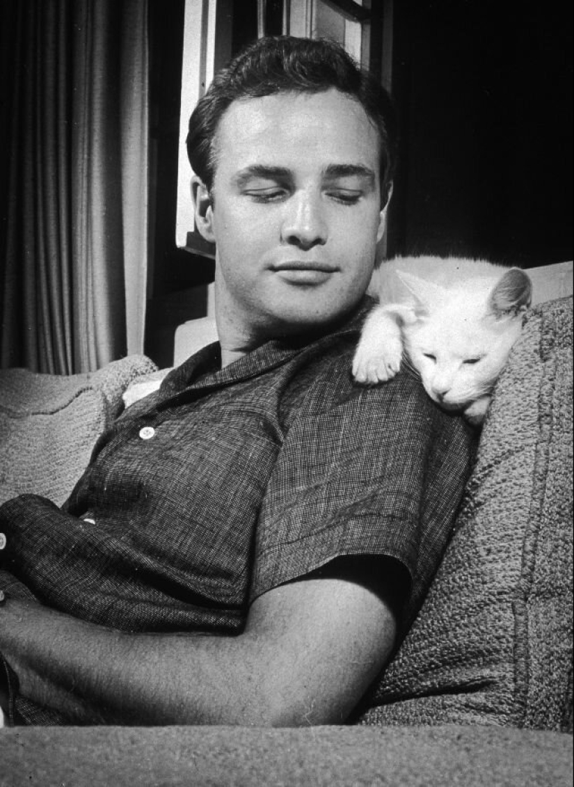 Famous cat lovers: famous personalities and their Pets