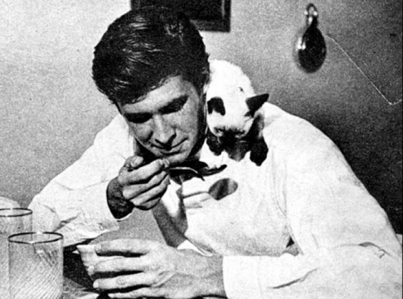 Famous cat lovers: famous personalities and their Pets