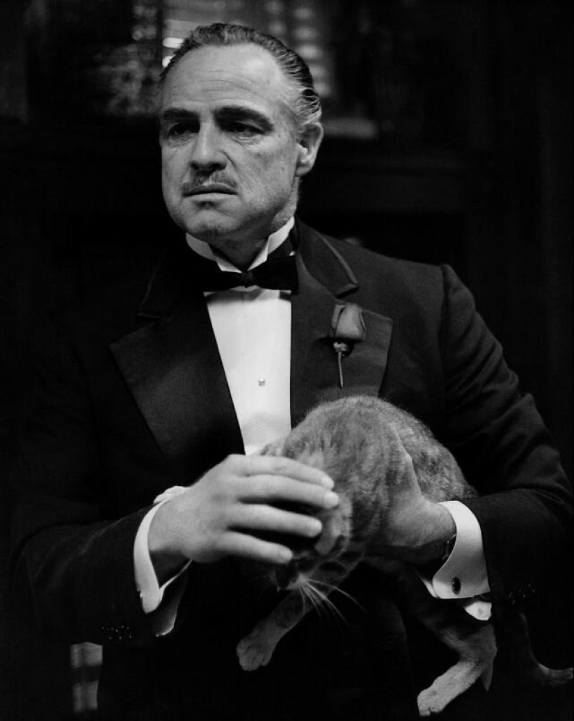 Famous cat lovers: famous personalities and their Pets