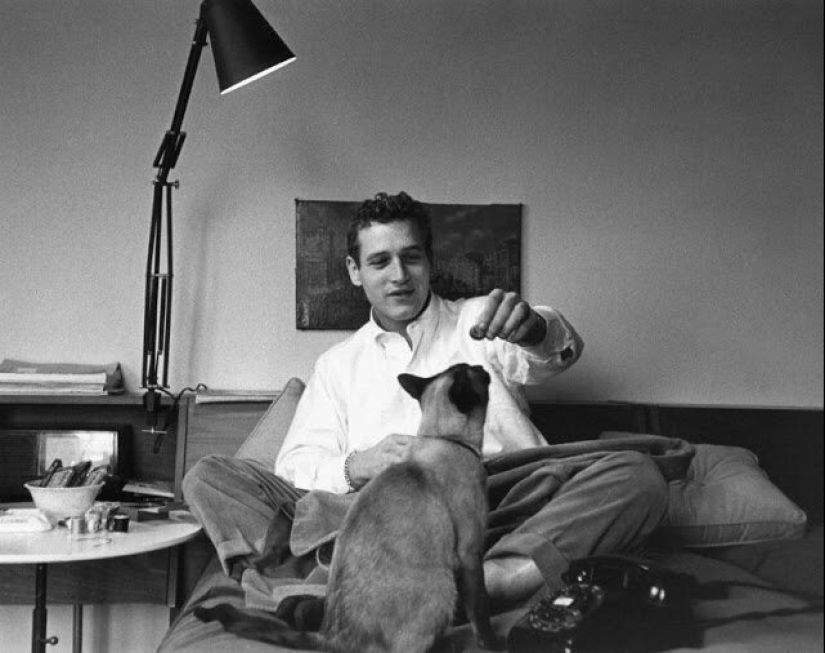 Famous cat lovers: famous personalities and their Pets