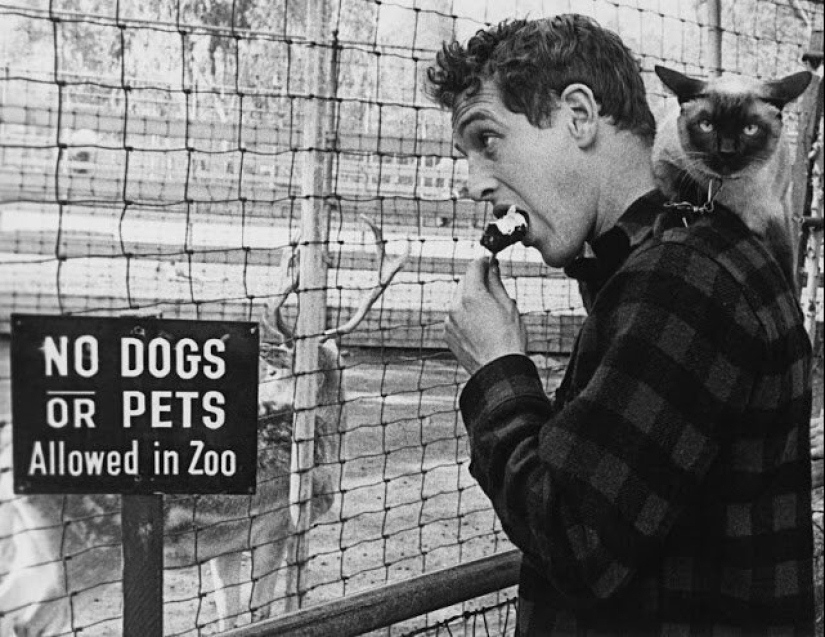 Famous cat lovers: famous personalities and their Pets