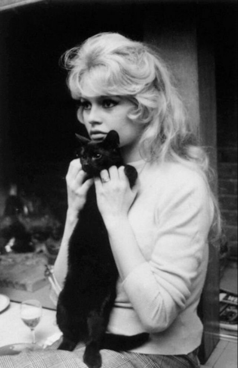 Famous cat lovers: famous personalities and their Pets