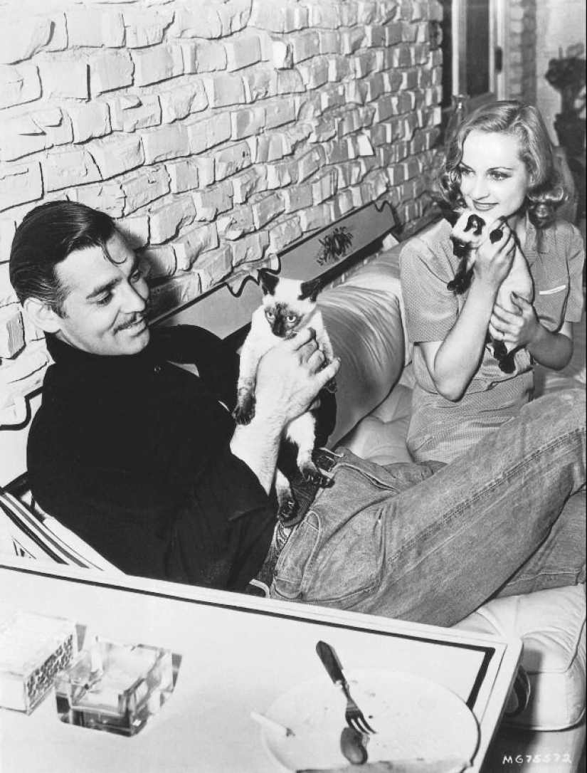Famous cat lovers: famous personalities and their Pets