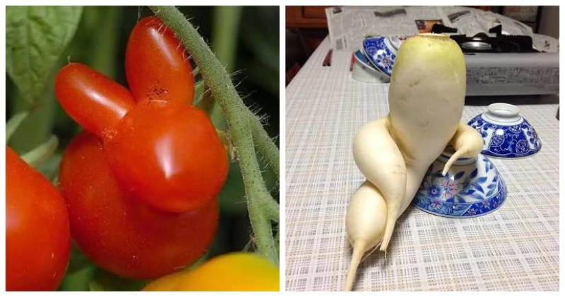 Fancy radish and other fruits-vegetables that have forgotten that they are plants Fancy radish and other fruits-vegetables that have forgotten that they are plants