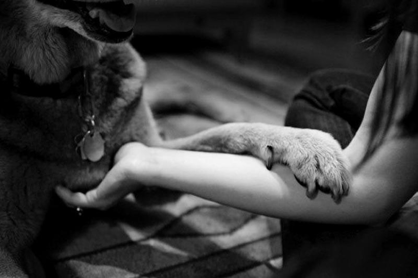 Farewell forever: the photographer captures the last moment of love between the owner and the dog before euthanasia