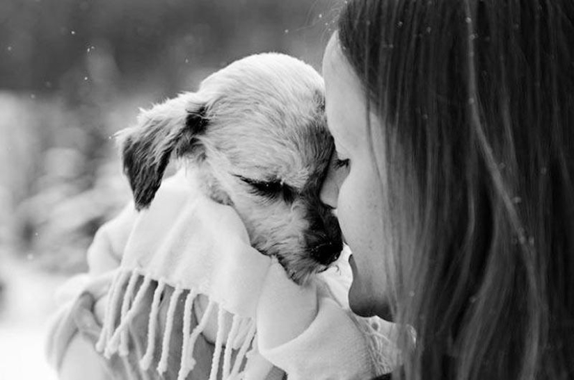 Farewell forever: the photographer captures the last moment of love between the owner and the dog before euthanasia