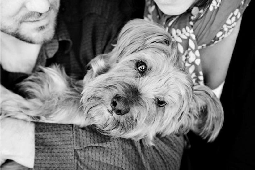 Farewell forever: the photographer captures the last moment of love between the owner and the dog before euthanasia