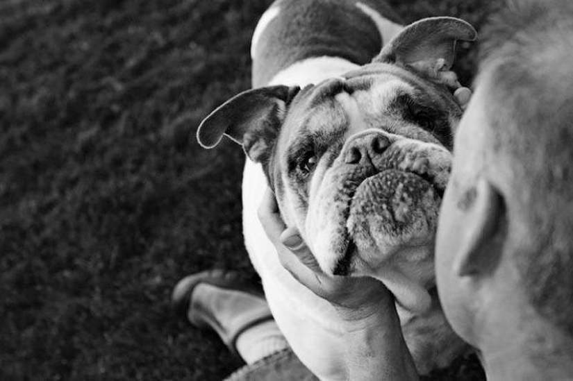 Farewell forever: the photographer captures the last moment of love between the owner and the dog before euthanasia